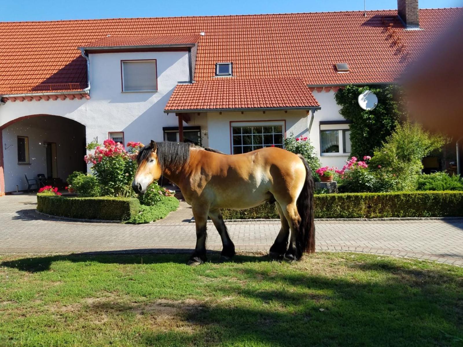 Top-Moderne Ferienwohnung Und Apartments Auf Frueherem Wunderschoenen Bauernhof Im Elbe-Elster-Kreis In Brandenburg Bei Herzberg-Elster, Schoenewalde, Holzdorf エクステリア 写真